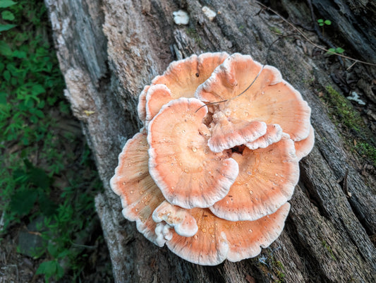 Chicken of the Woods (Laetiporus cincinnatus)