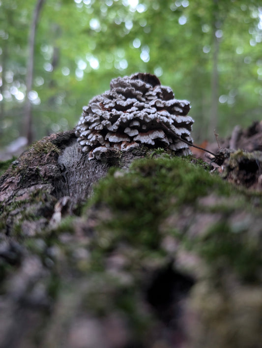 Sweet Knot (Globifomes graveolens)