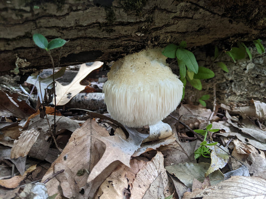 Lions Mane Culture (Hericium erinaceus "Blackmarsh")