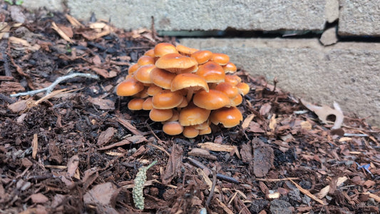 Gold Enoki Culture (Flammulina velutipes)